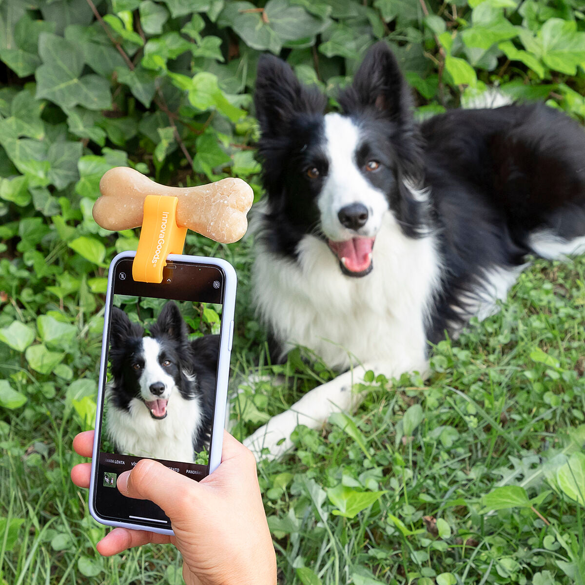 Your PET Not Posing for your Photos or Videos ?  We have a Selfie Clip for him to pose but be careful they might take their treat before you take your Pic!!!!